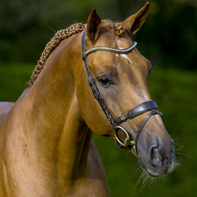 Valenzano (Vegabond De La Pomme x Christian 25, Stallion)