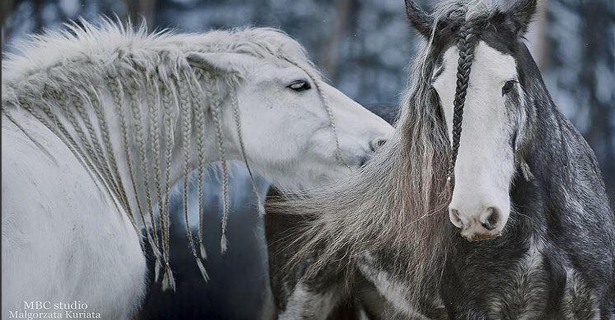 The Vikings Of The Horse World @Malgorzata Kuriata MBC Studio