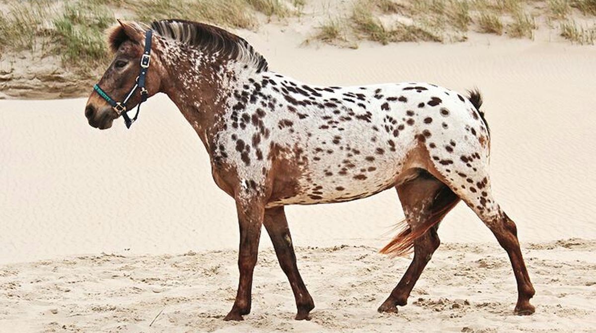 Vlekkie (Appaloosa x Fjord Horse) - Photography: KILLYENN Photography