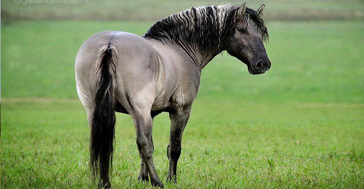 Vyatskiy Stallion, Gordiy @Olga Itina Equestrian Photography