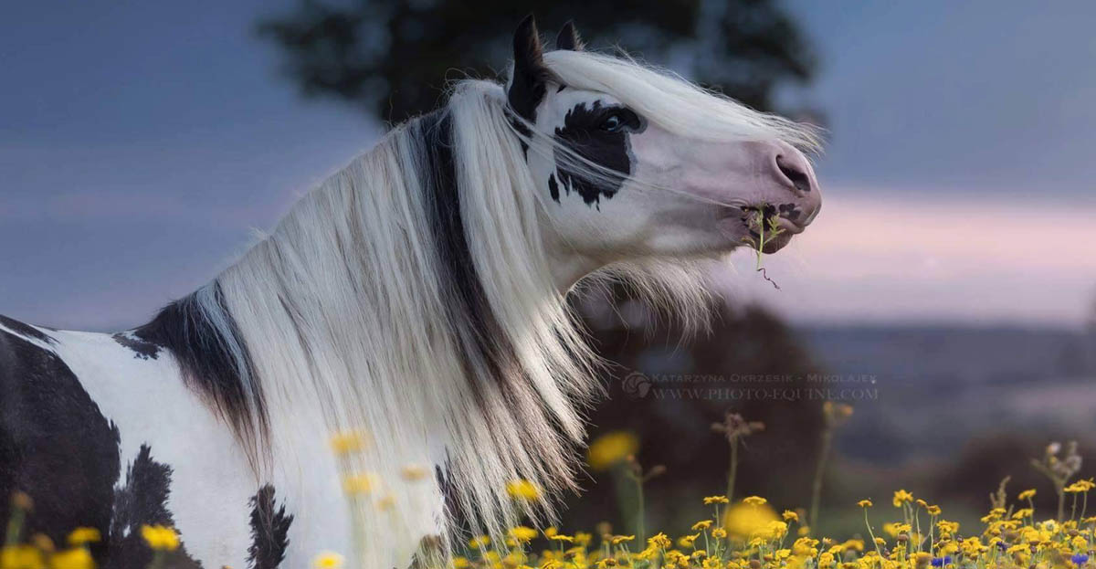 WF Commander - Gypsy Cob