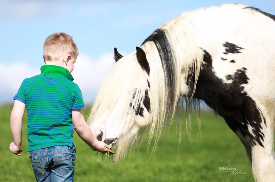 Coloured Broodmare With Foal.jpg