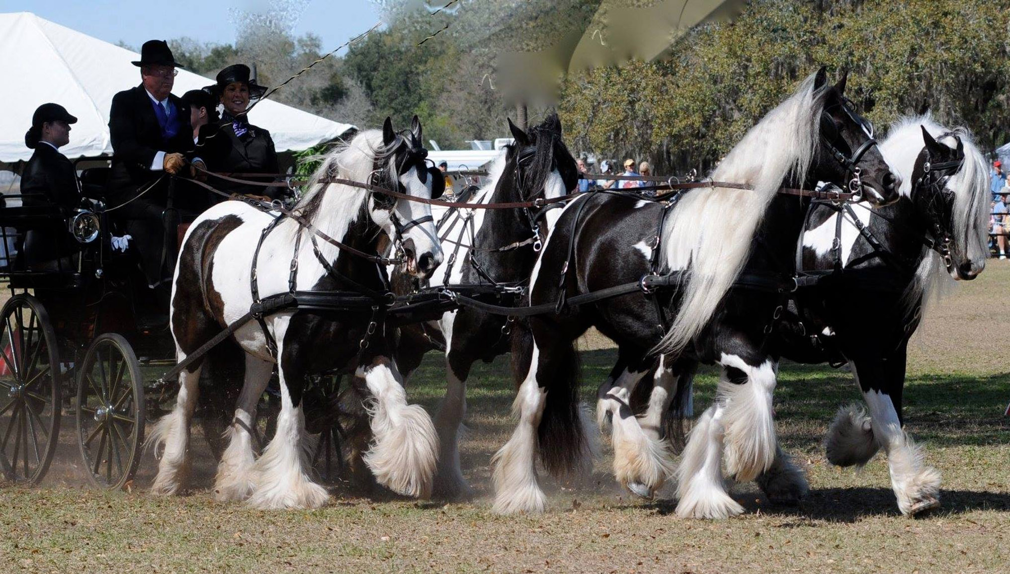 Gypsy Vanner Horses @WR Ranch, Florida
