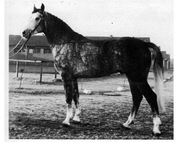 Wagner - Stallion