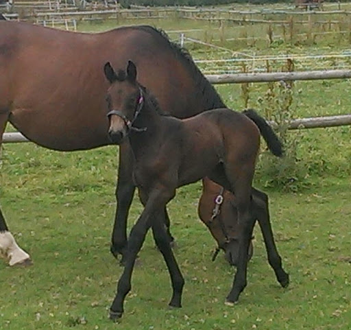 Warmblood Foals