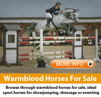 Warmblood Horses