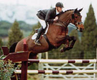 Warmblood Horse