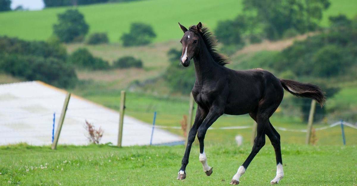 Solaris Warmblood Foals For Sale @Crieff, Scotland