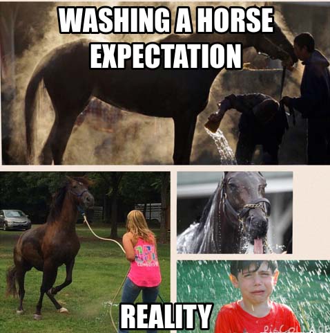 Horse Shampoo