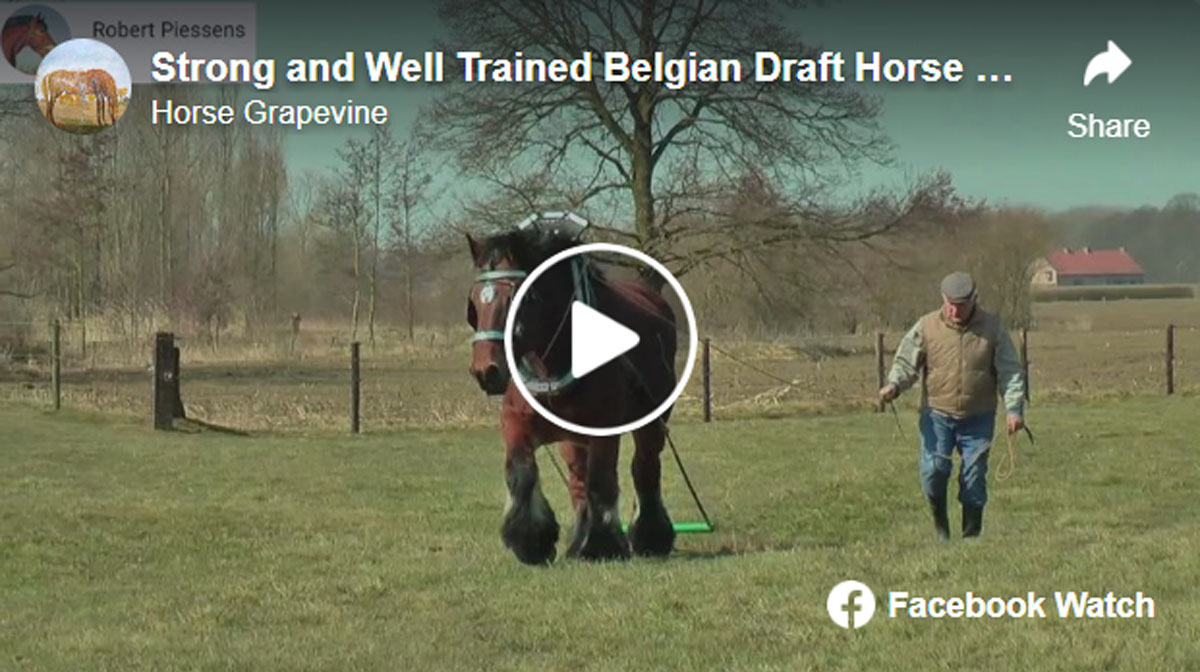 Strong and Well Trained Belgian Draft Horse at work