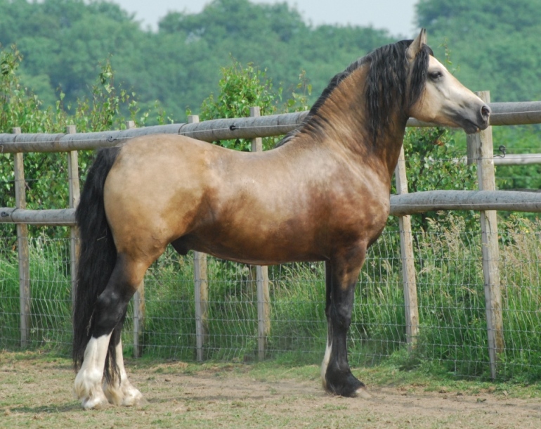 Welsh Cob, Section D