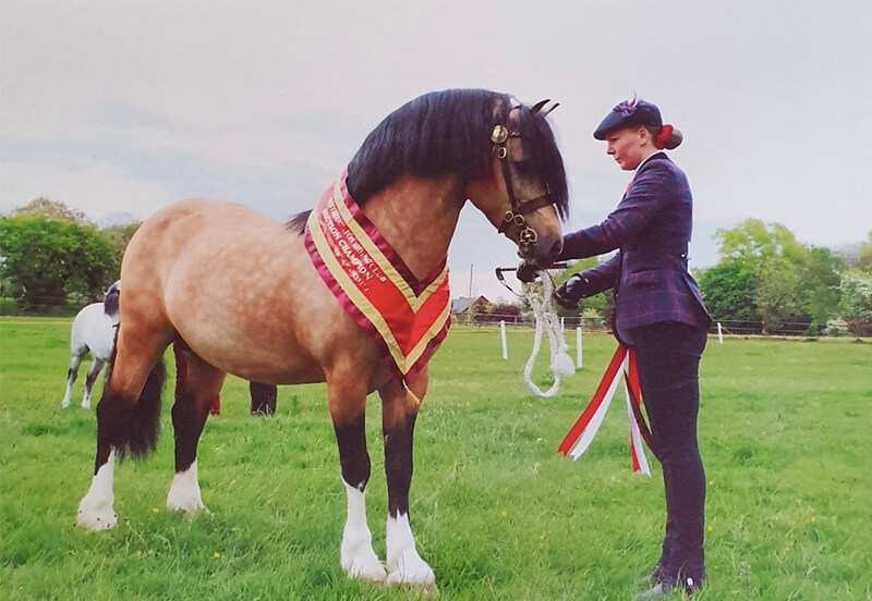 Welsh Cob