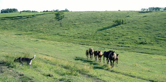 Welsh Ponies and Welsh Cobs