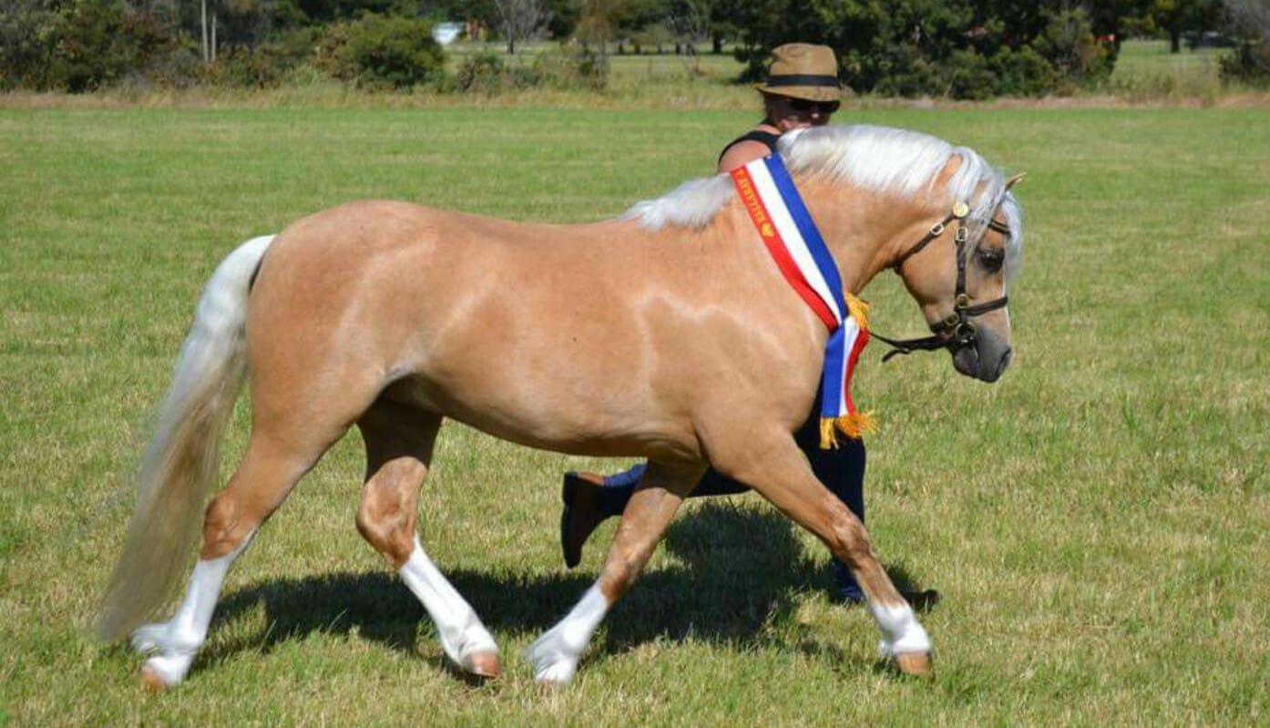 Welsh Ponies For Sale