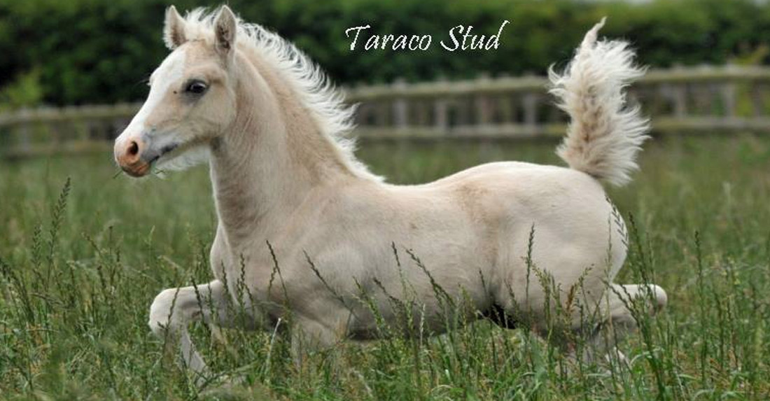 Welsh Cob, Section D - Taraco Stud