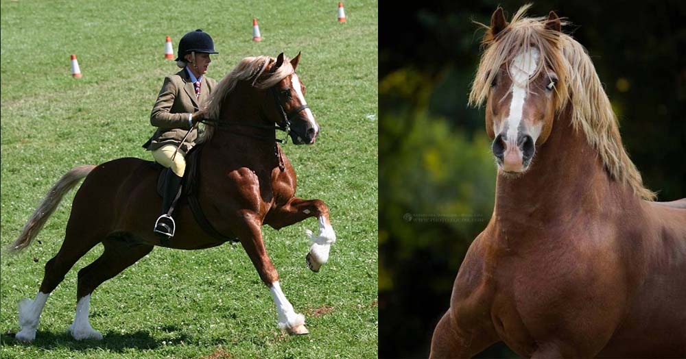 Welsh Cob Stallion, Menai Martino (Menai Cosmos x Menai Sparkling Comet) @Rainhill Welsh Cobs