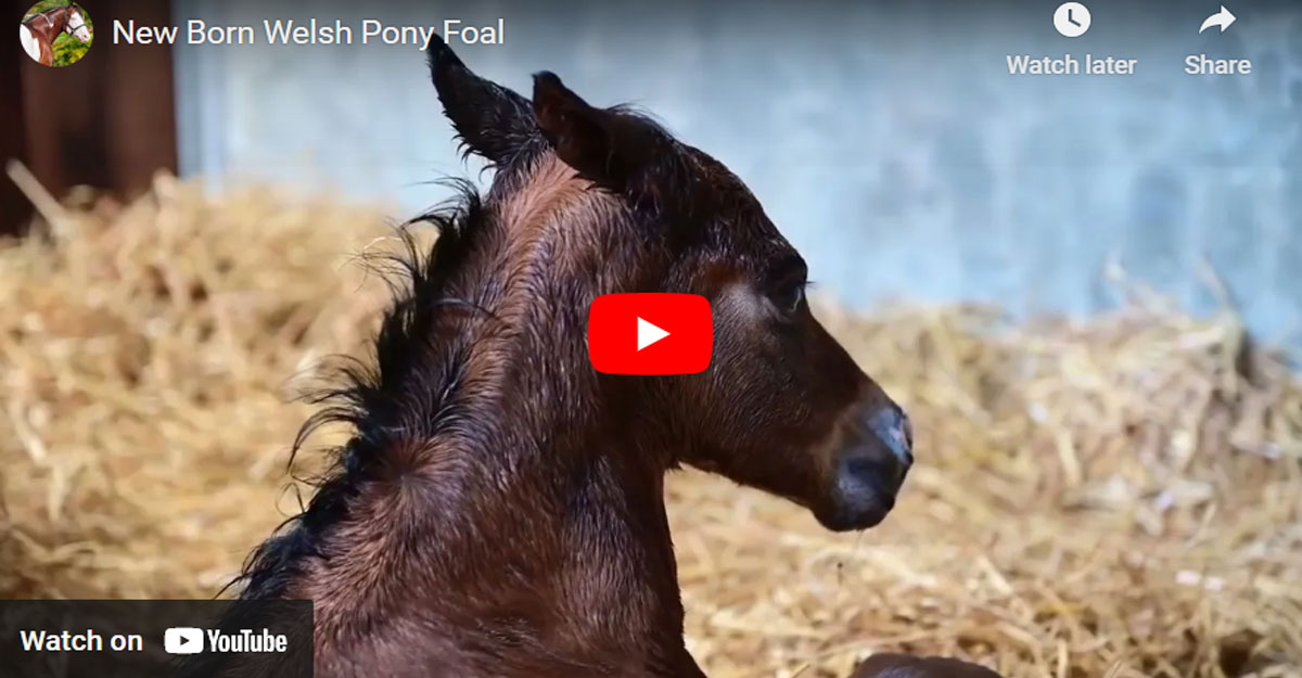 New Born Welsh Pony Foal - Paradiso Emelwerths