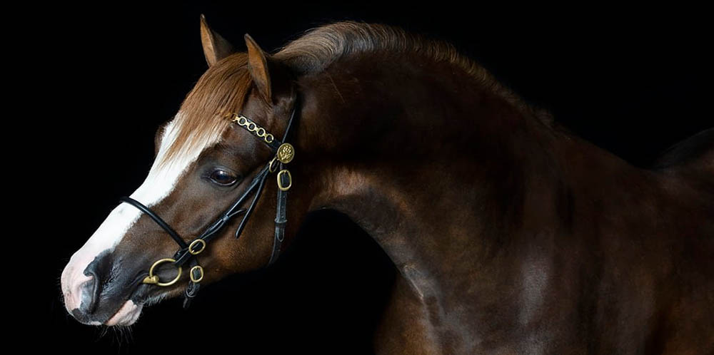 Welsh Pony Stallion - Margrietshoeve`s Nanne (Moelview Masterpiece x Glansevin Graffitty)