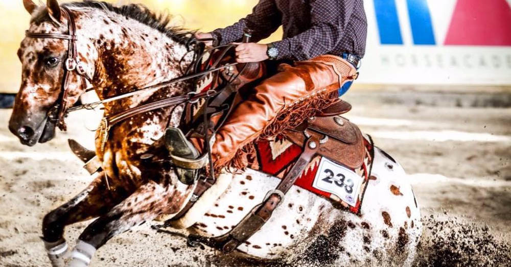 A Roosters Wrangler - Finest Reined Cowhorse Appaloosa Stallion