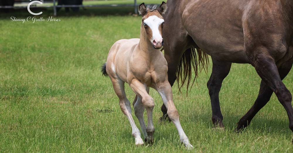 What A Stunner... @Shining C Grulla Horses