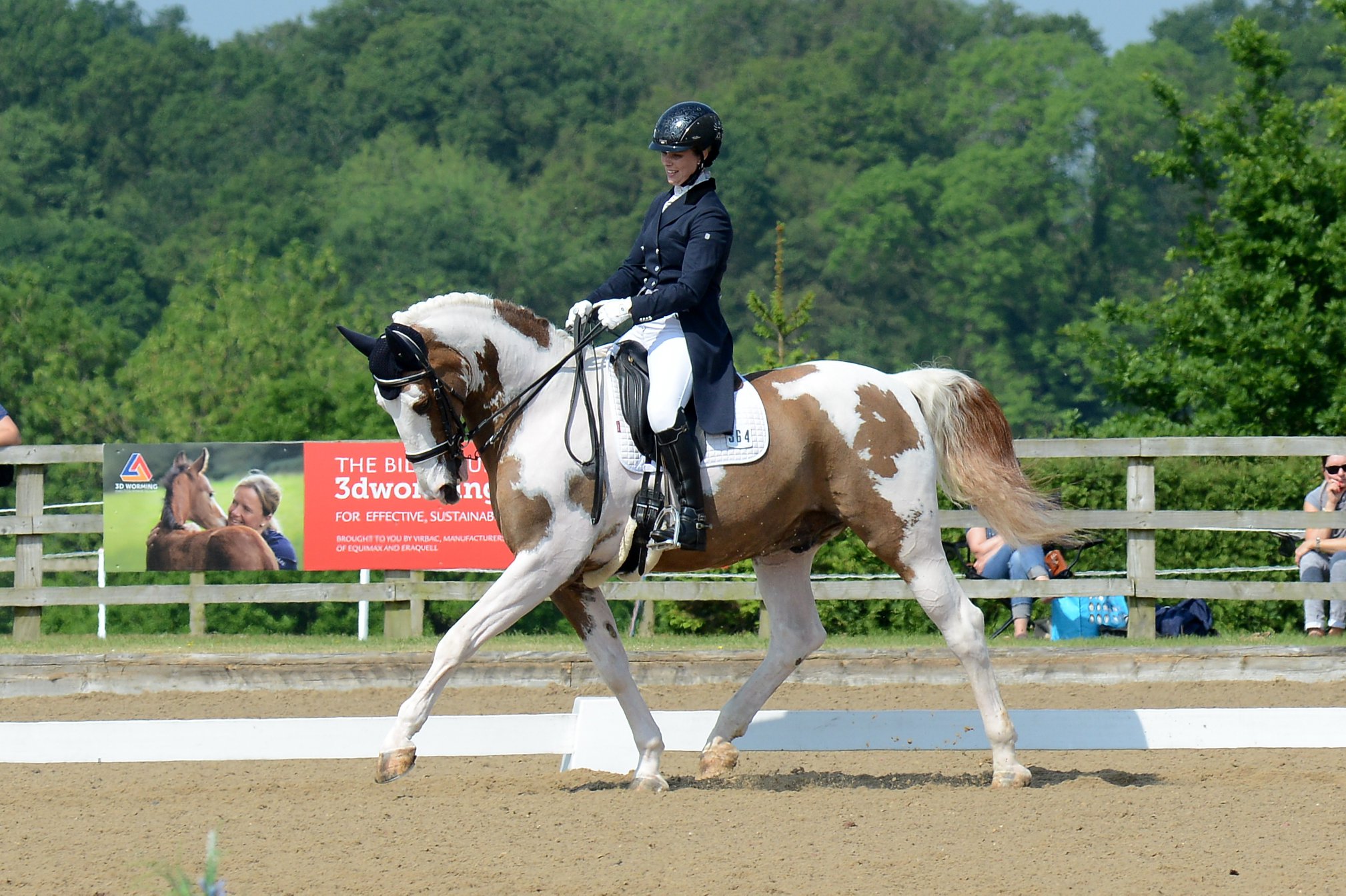 Westhills Jasper B - Coloured Grand Prix Dressage Stallion