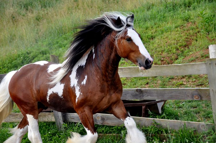 Westmoreland Copper Coin - Tobiano Gypsy Vanner Stallion