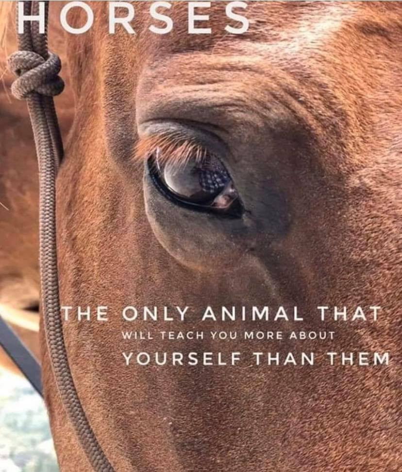 What Horses Teach Us