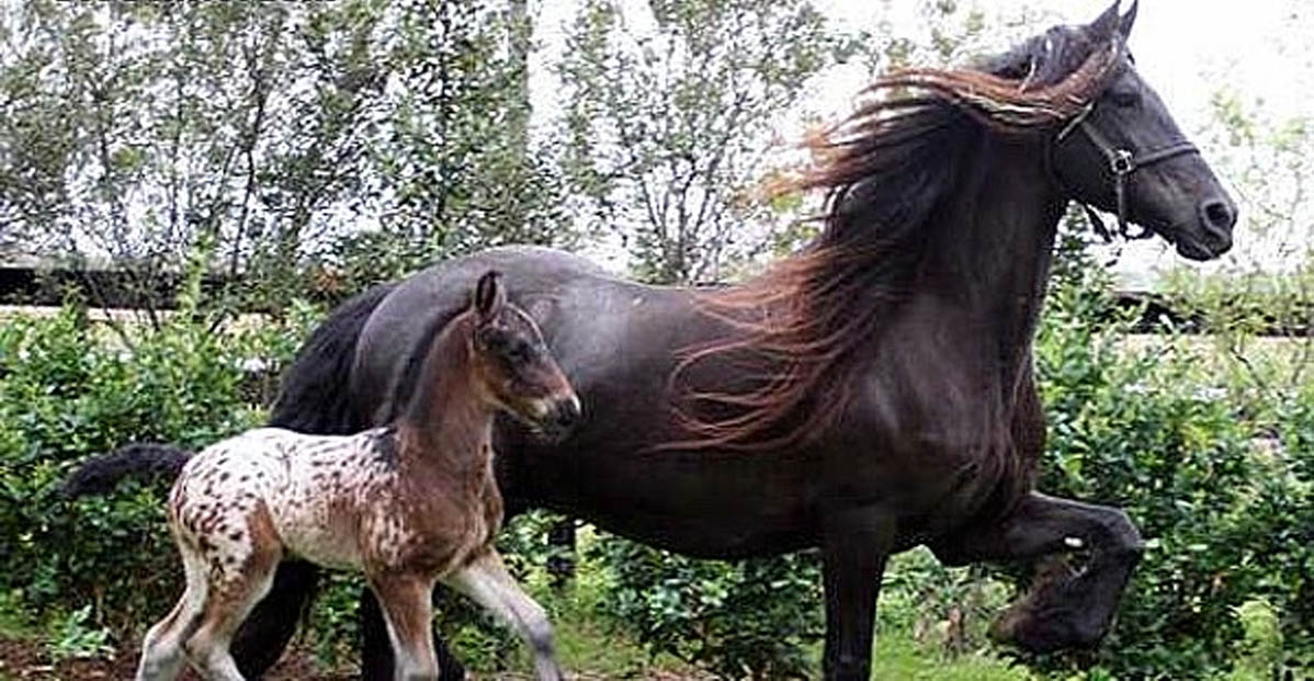 1 Day Old Black Near Leopard, Friesian x Knabstrupper, Warmblood Colt Foal @Gramayre Friesian Horse Stud