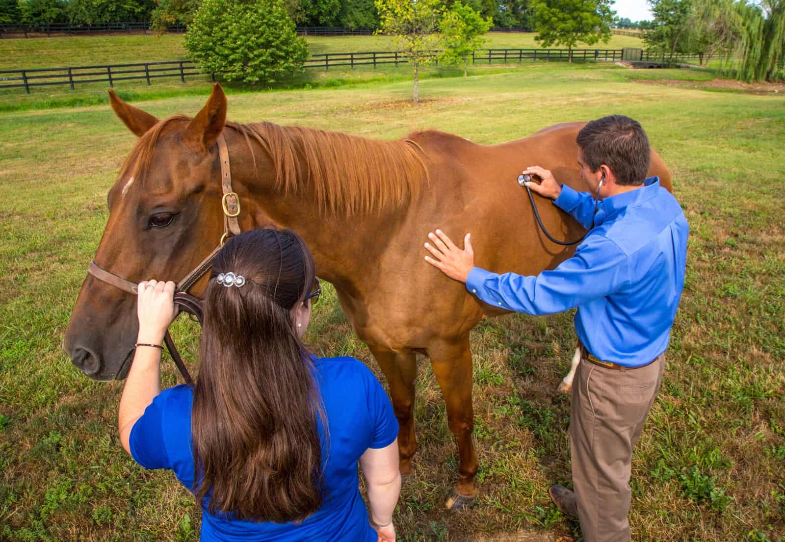 When Your Horse Starts Acting Weird Consult His Vet