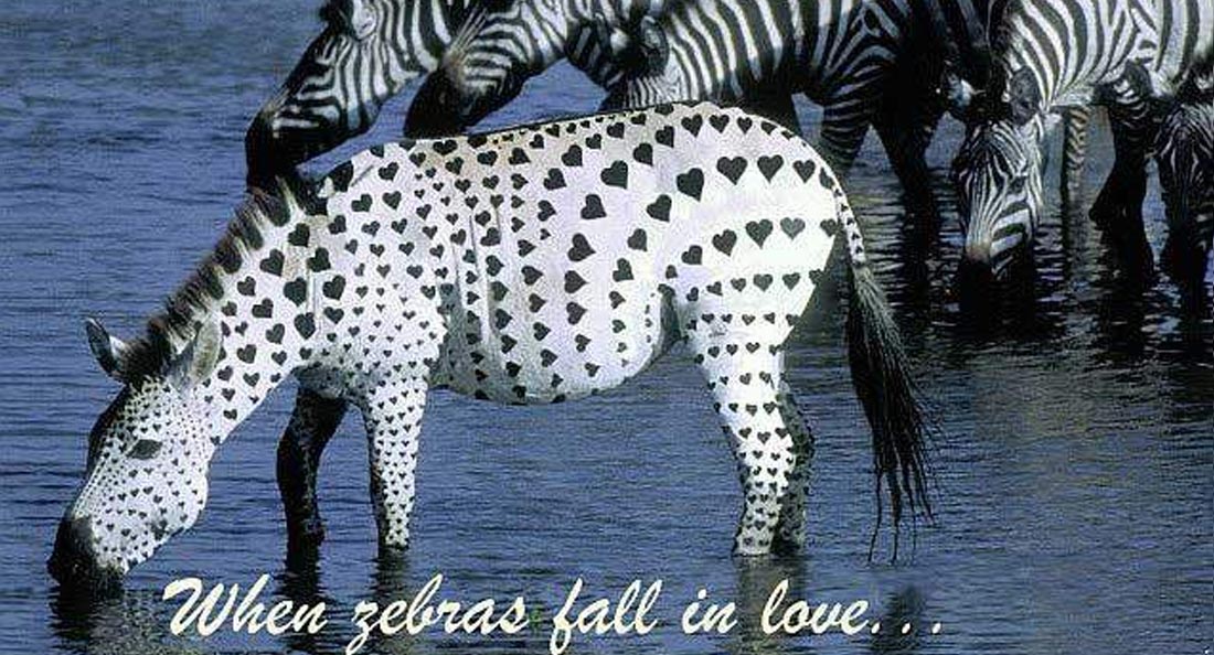 When Zebras Fall In Love