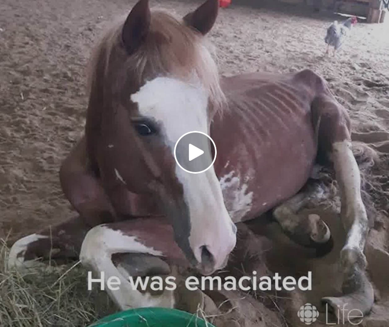 Whispering Hearts Horse Rescue