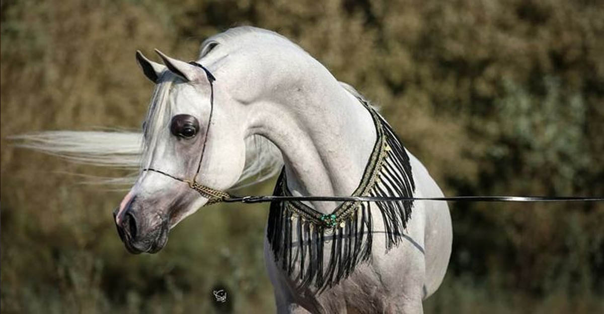 White Arabian Horse