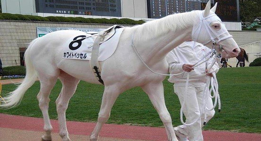 Rare White Japanese Thoroughbred Race Horse Named White Vessel