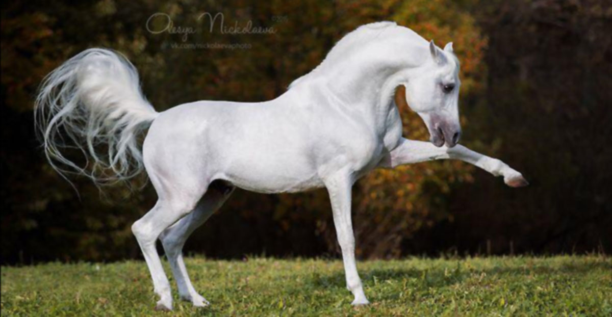 White Arabian Horse - AA Couture