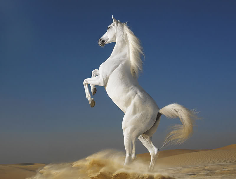 Stunning White Horse