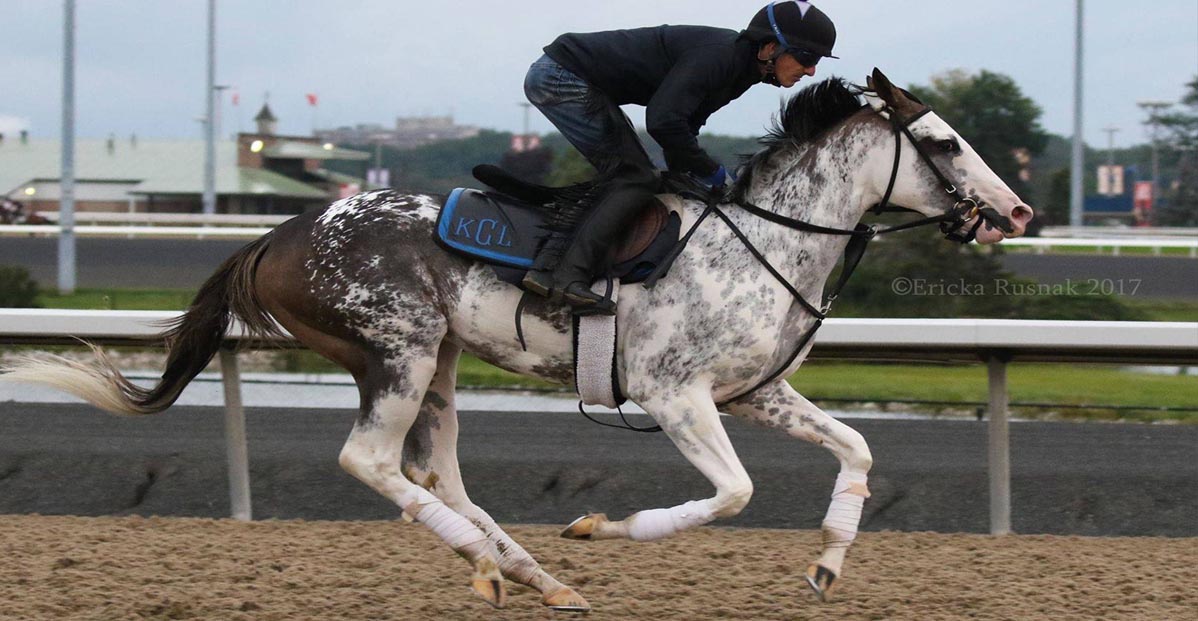 Starresha - White Spotted Thoroughbred Horse