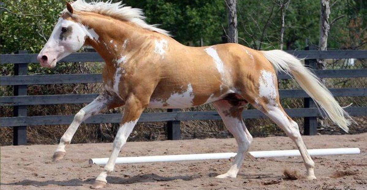 White Spotted Stallion - Sato