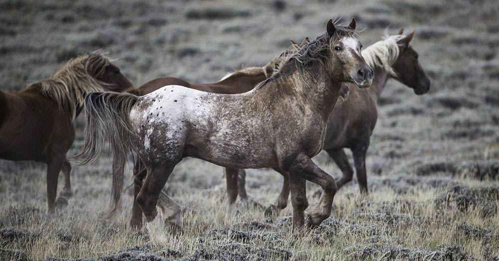 Wild Appaloosa Stallion, Bronze Warrior, 22 years old @Living Images by Carol Walker