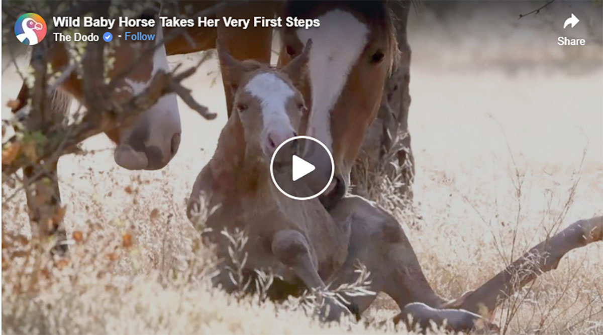 Wild Horse Family Helps Baby Take First Steps