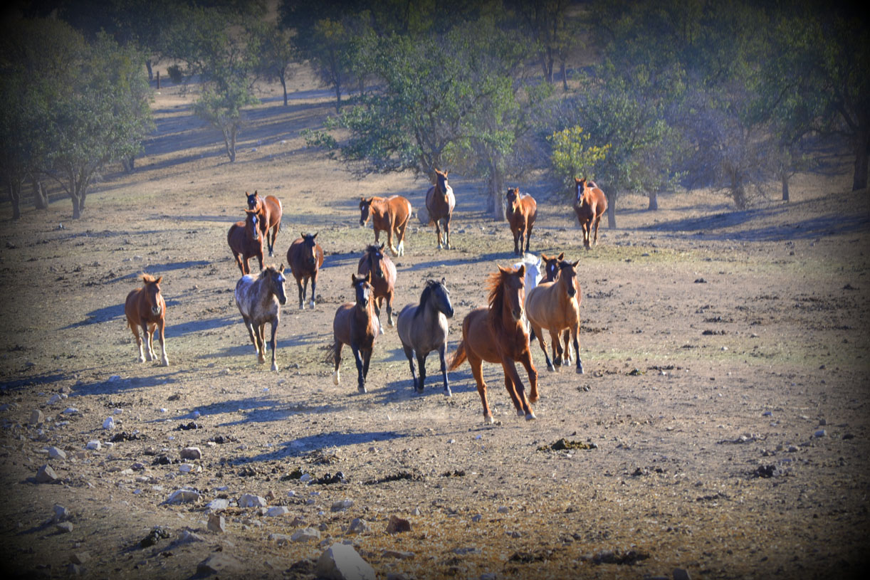 Wild Horse Rescue Mission