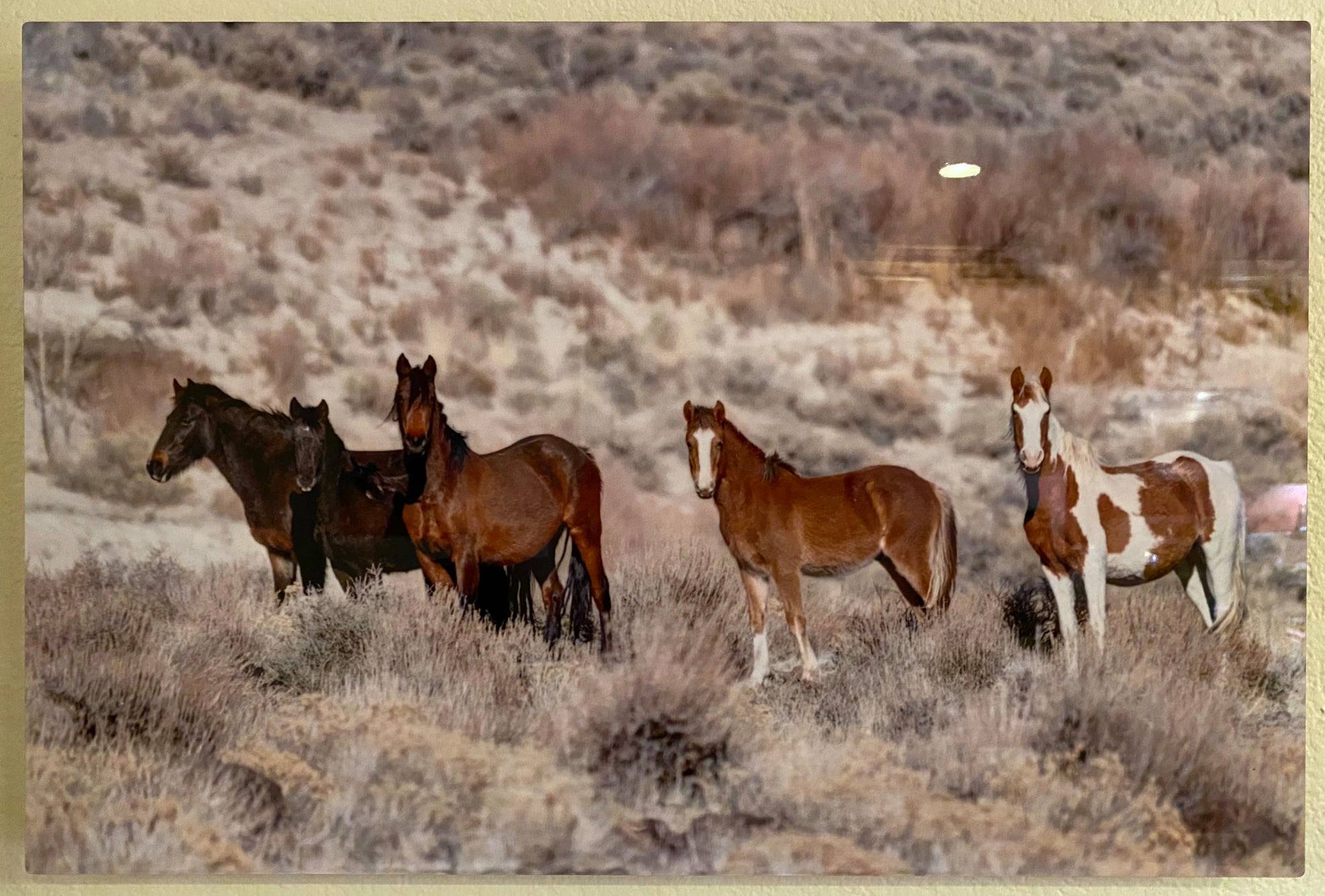 The Wild Horses Of The Virginia Range, Nevada