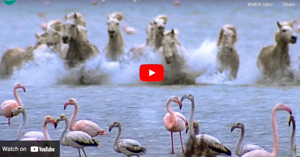 Wild Horses Run into Flamingos Feeding