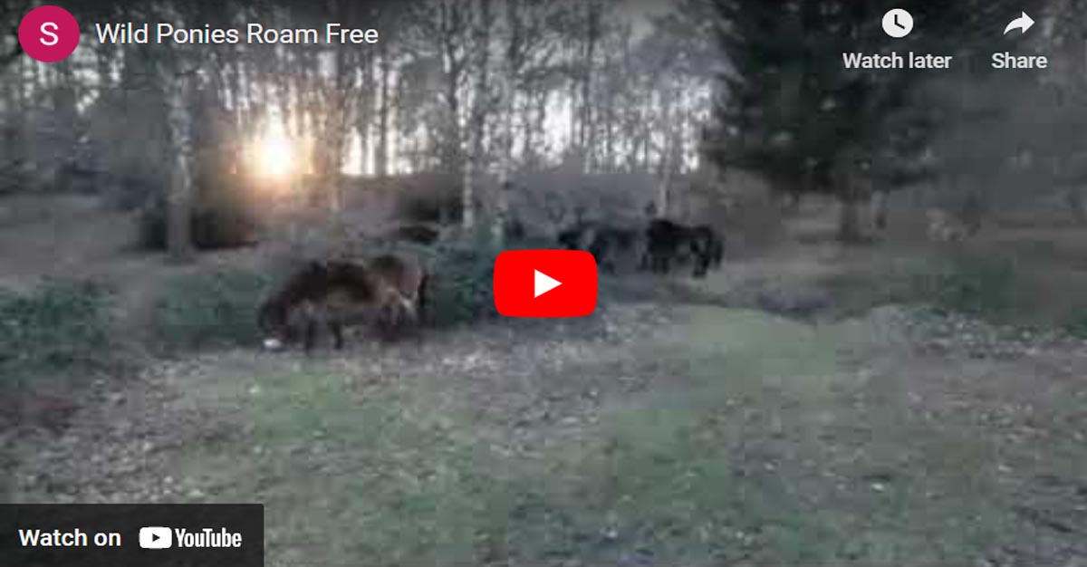 Wild Ponies Roam Free