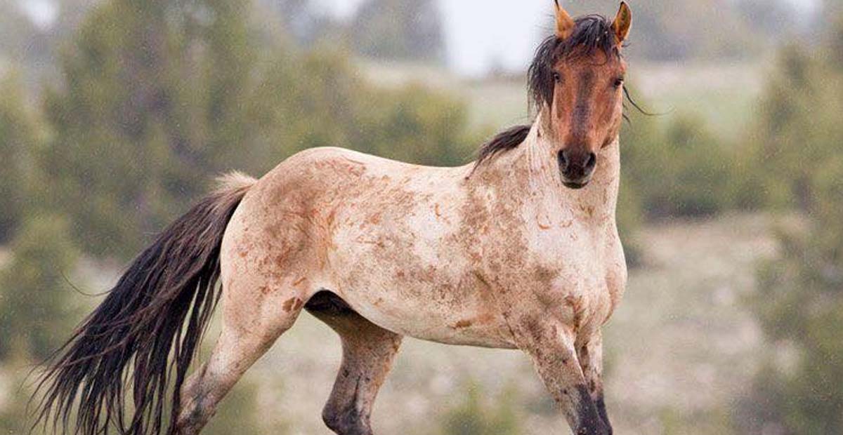 Wild Roan Stallion, Mescalero