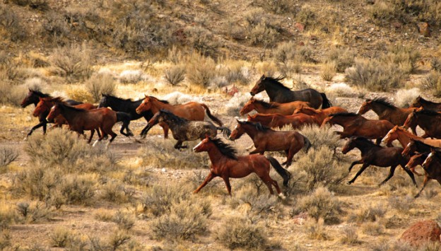 What is the Difference Between Wild and Feral Horses?