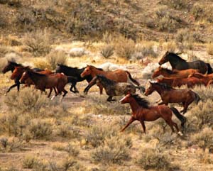 What is the Difference Between Wild and Feral Horses?