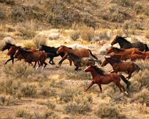 What Is The Difference Between Wild And Feral Horses?