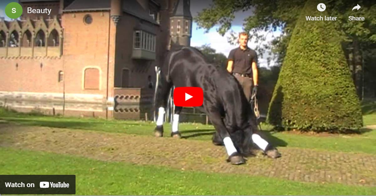 Will Rogers and His Stunning 4 Year Old Friesian Mare Beauty