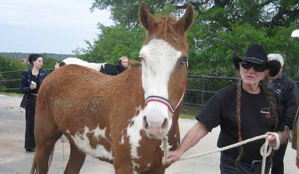 Willie Nelson Horse Ranch