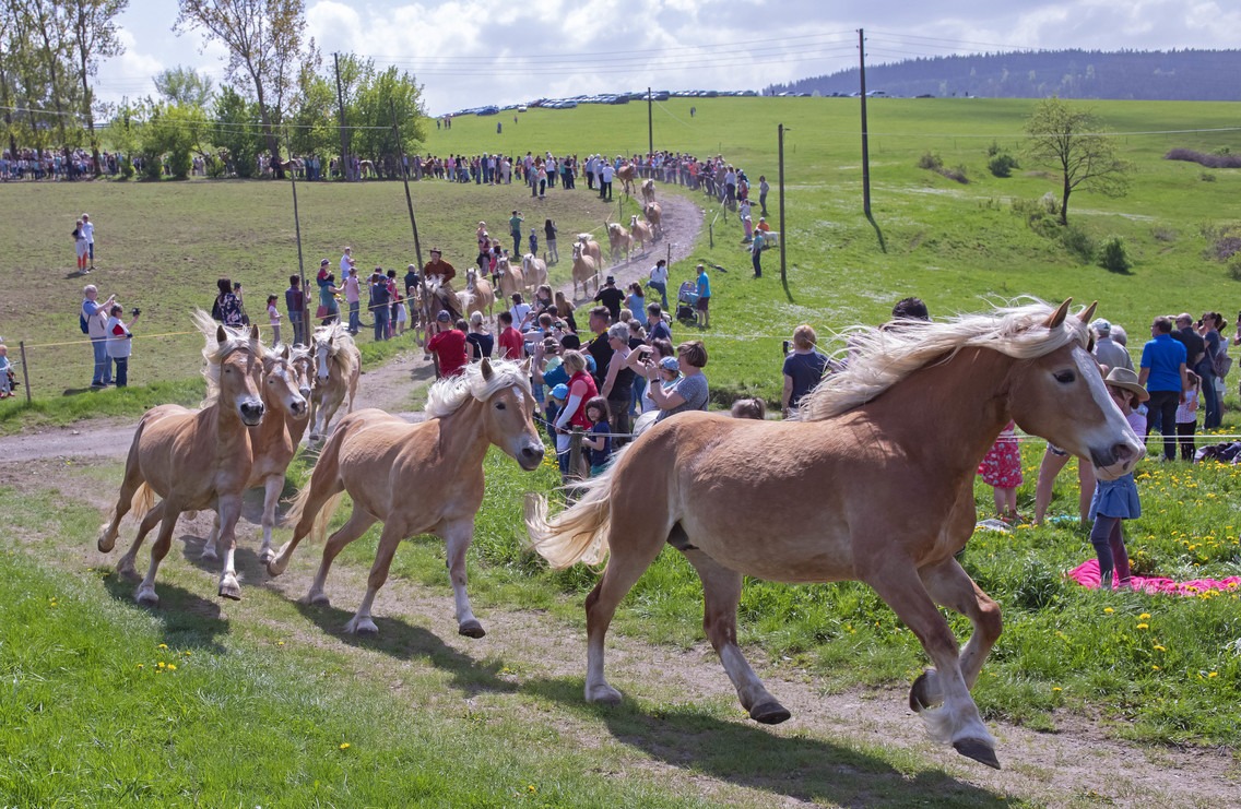 Willow drive of the Haflinger horses from Meura in Thuringia